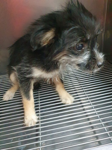 최동물병원_444462202300543